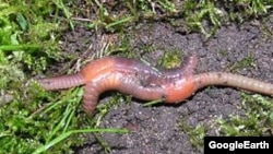 Earth worm